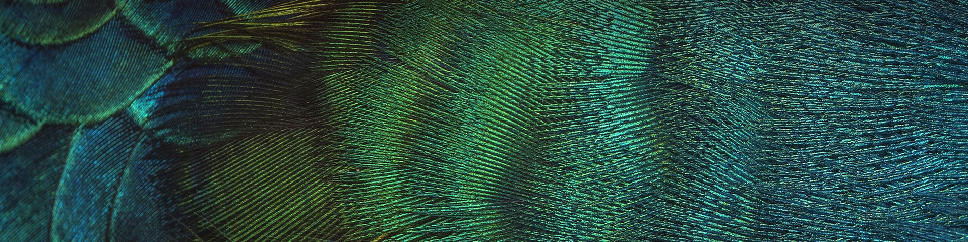 Close-up of peacock feathers