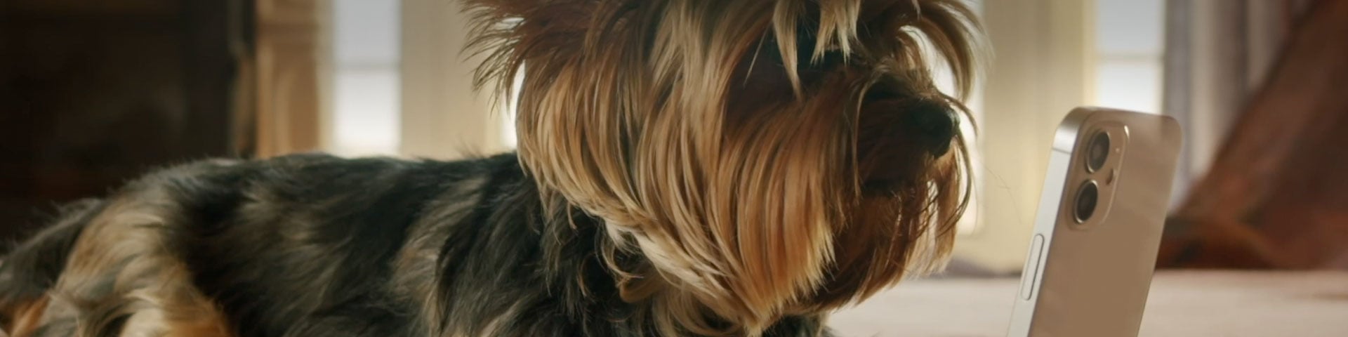 Dog viewing a mobile phone