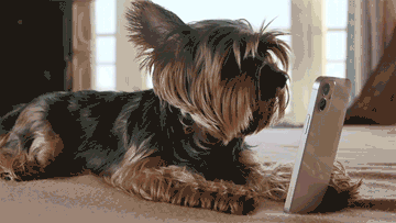Dog viewing a mobile phone
